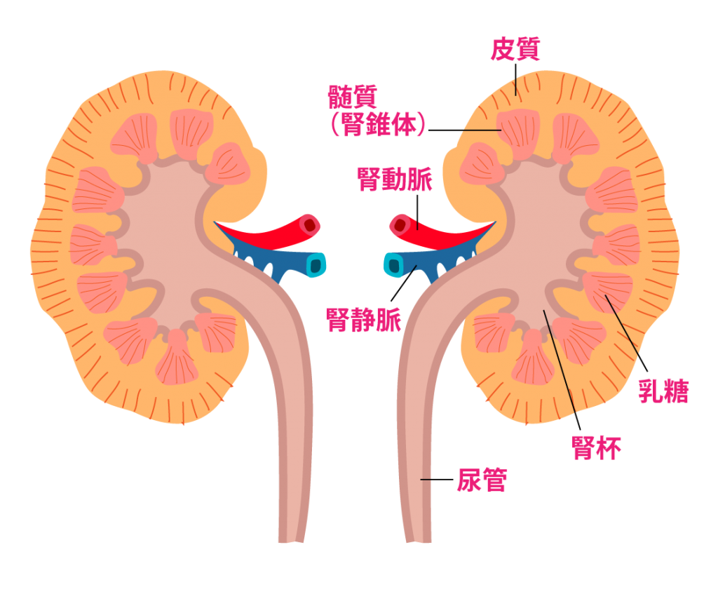 腎臓の働きの構造