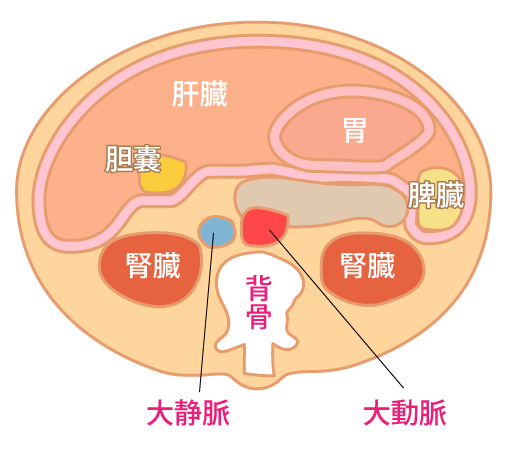 腎臓の位置