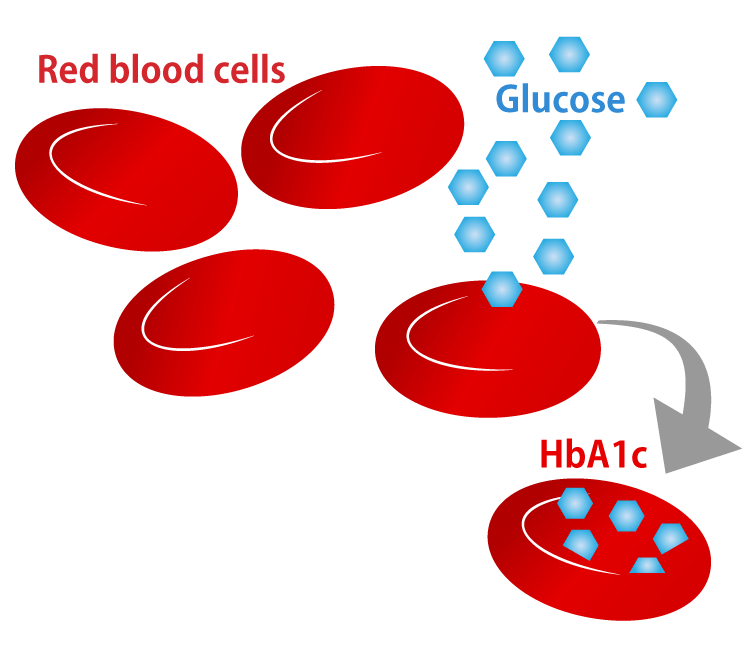 HbA1cは、赤血球の中にあるヘモグロビンに、ブドウ糖が結合したもの。